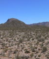 Shale gas in South Africa: Game-changer or damp squib? karoo vegetation dry. Photo -Winfried Bruenken 200x240