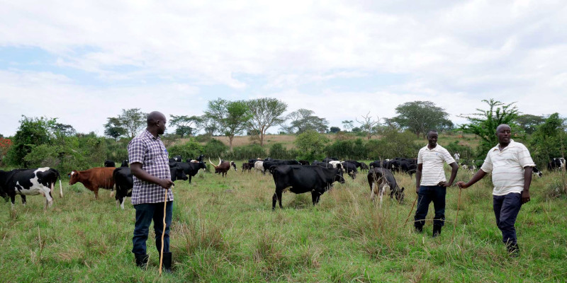 Pearl Dairy in Uganda
