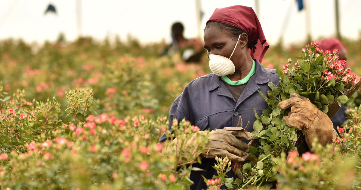 How a Kenyan flower producer weathered the Covid19 storm