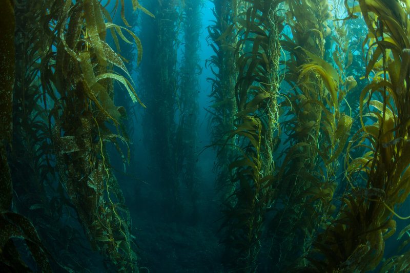 Kelp reaches its full size in six to seven months.