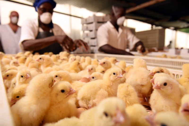 AAC invested in Uganda's Biyinzika Enterprises, an integrated poultry business.