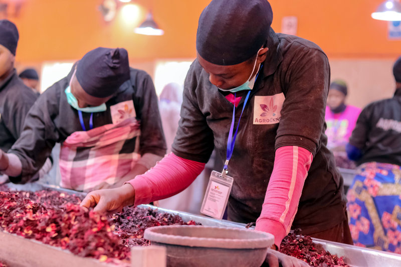 AgroEknor employees processing hibiscus flowers.