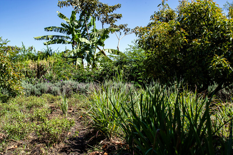 Most of Perennial Foods Group's partner farmers grow a multi-tiered range of intercropped trees, shrubs and ground crops, rather than fields full of a single crop.