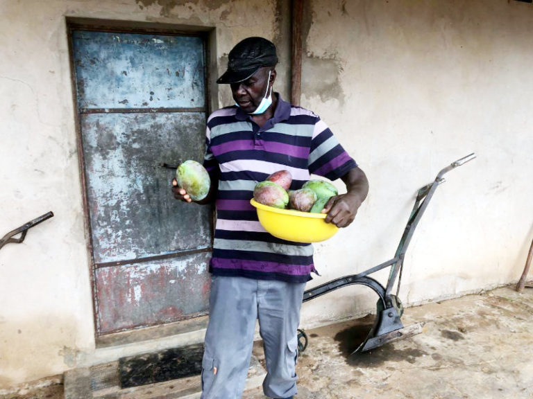 Zimbabwe’s tooproductive mango growers look to processing to boost