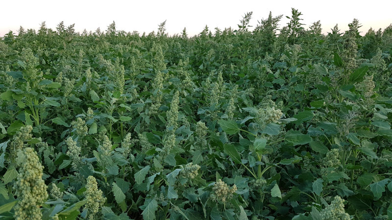 Amatheon Agri cultivates quinoa in Zambia.